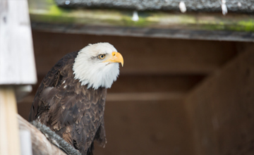 HBA Sustainability Certificate Students help put the wild back in wildlife