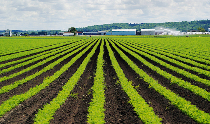 Saving the Soil