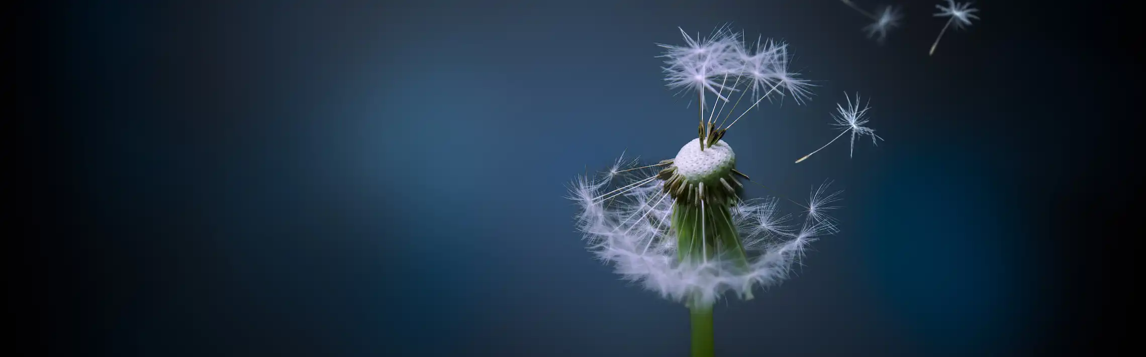 Dandelion blowing away