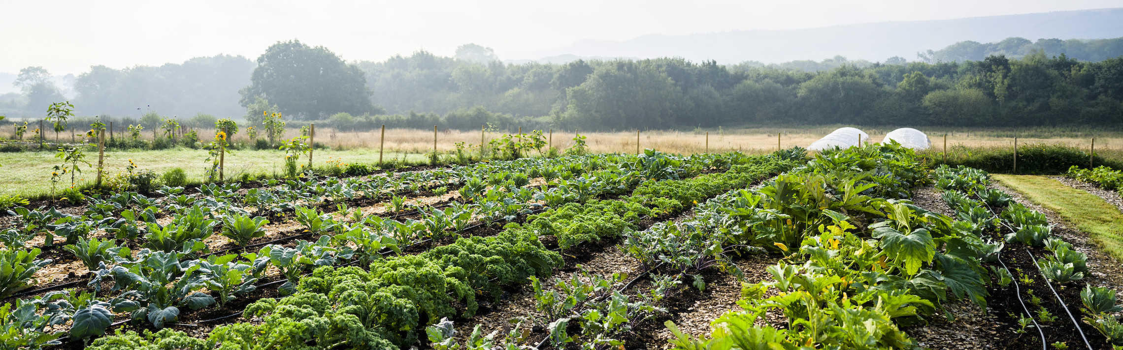 Agri-food System