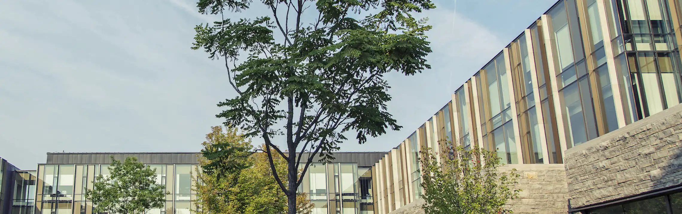 trees in ivey building pavilion