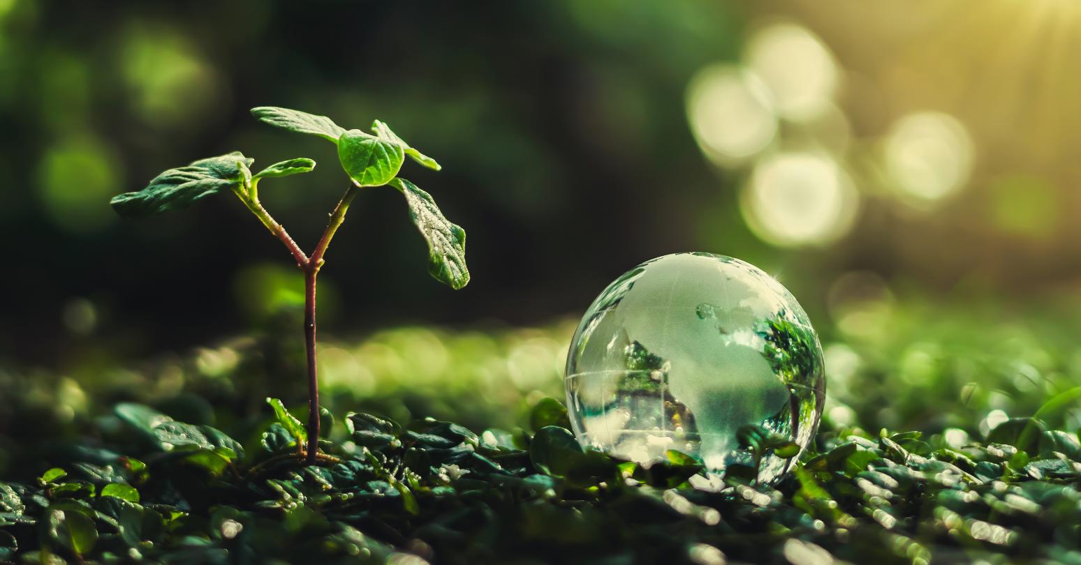 ZEHAN LI & CATHERINE SUE article